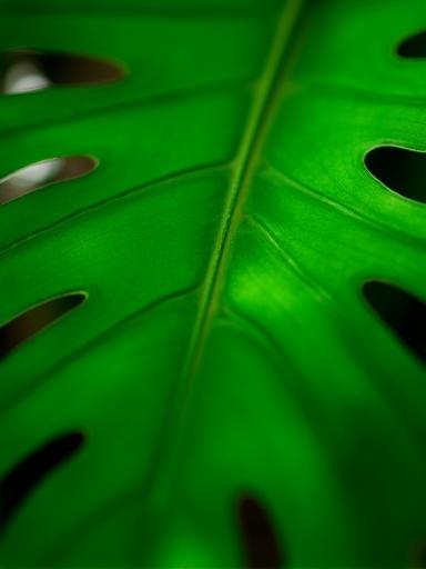 Monstera Deliciosa with split leaves