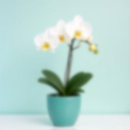 Elegant Orchid Planter